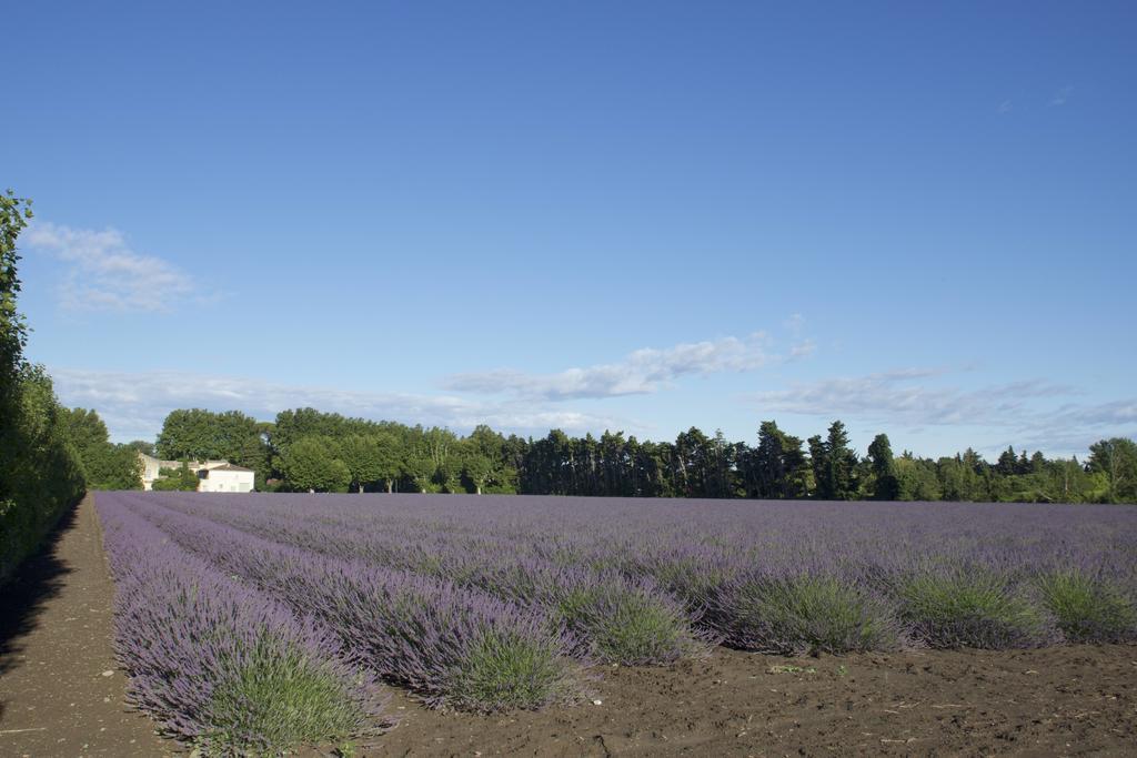 Bed and Breakfast Montjoia LʼIsle-sur-la-Sorgue Exterior foto